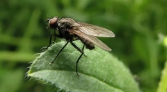 Скільки крил у мух?